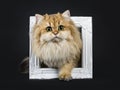 Amazing fluffy British Longhair cat kitten, Isolated on black background.