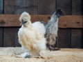 Amazing fluffy chickens. Breed Chinese silk, very unusual birds