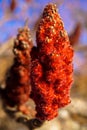 Amazing fluffy red flower on tree branch