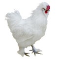Amazing fluffy white chicken. Breed Chinese silk, very unusual birds. Isolated on white background