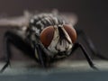 Amazing fly, great details, macro, wild life