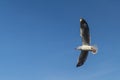 Amazing flying action of Seagulls bird at coast