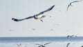 Amazing flying action of Seagulls bird at coast