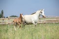 Amazing foal with its mother Royalty Free Stock Photo