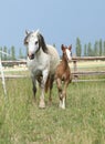 Amazing foal with its mother Royalty Free Stock Photo