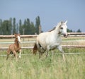 Amazing foal with its mother Royalty Free Stock Photo