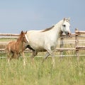 Amazing foal with its mother Royalty Free Stock Photo