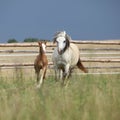 Amazing foal with its mother Royalty Free Stock Photo