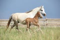 Amazing foal with its mother Royalty Free Stock Photo