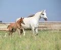 Amazing foal with its mother Royalty Free Stock Photo