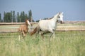 Amazing foal with its mother Royalty Free Stock Photo