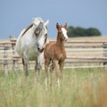 Amazing foal with its mother Royalty Free Stock Photo