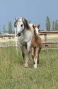 Amazing foal with its mother Royalty Free Stock Photo