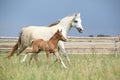 Amazing foal with its mother Royalty Free Stock Photo