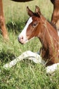 Amazing foal looking at you on pasturage Royalty Free Stock Photo