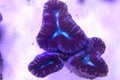 Colorful Open brain sp. LPS coral in reef aquarium tank