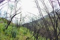 Forest reborn after a fire in Cajamarca Peru