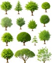 Amazing forest trees bushes plants art vector