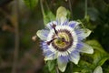 Close up Beautiful Blooming Flower, Blue Passion Flower Vine Royalty Free Stock Photo