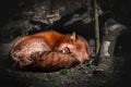 Amazing fox is sleeping in the wildness Royalty Free Stock Photo