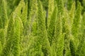 Amazing foxtail fern Asparagus field. Green garden bush Royalty Free Stock Photo