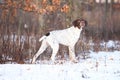 Amazing French Pointing Dog in winter