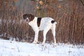 Amazing French Pointing Dog in winter