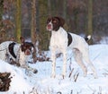 Amazing French Pointing Dog in winter