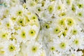 Amazing fresh bouquets of white daisy in