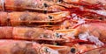 Frozen large raw uncooked shrimps banner background. Royalty Free Stock Photo