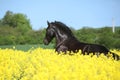 Amazing friesian horse running in colza field Royalty Free Stock Photo