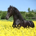 Amazing friesian horse running in colza field Royalty Free Stock Photo