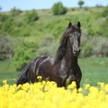 Amazing friesian horse running in colza field Royalty Free Stock Photo