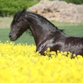 Amazing friesian horse running in colza field Royalty Free Stock Photo