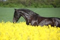 Amazing friesian horse running in colza field Royalty Free Stock Photo