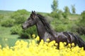 Amazing friesian horse running in colza field Royalty Free Stock Photo