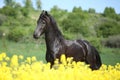 Amazing friesian horse running in colza field Royalty Free Stock Photo