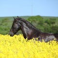 Amazing friesian horse running in colza field Royalty Free Stock Photo