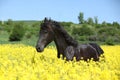 Amazing friesian horse running in colza field Royalty Free Stock Photo