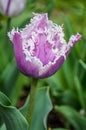 Amazing fringed purple tulip with white edges petals Royalty Free Stock Photo