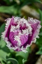 Amazing fringed purple tulip with white edges petals Royalty Free Stock Photo