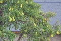 Fruiting Pear Tree in the Countryside of Caucasus Royalty Free Stock Photo