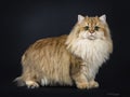 Amazing full coated fluffy golden British Longhair cat kitten,Isolated on black background.