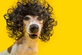 Amazing funny dog portrait in frizzle black hairstyle wig. Cool cocky cheeky impudent face. LIcking pet. Yellow Royalty Free Stock Photo