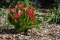 Amazing garden field with tulips of various bright rainbow color petals, beautiful bouquet of small red Tulipa praestans