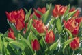 Amazing garden field with tulips of various bright rainbow color petals, beautiful bouquet of small red Tulipa praestans Royalty Free Stock Photo