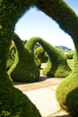 Garden with trimmed shrubs