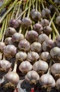 Amazing garlic for taste and health Royalty Free Stock Photo