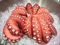 Whole Octopus. Fresh ,Raw