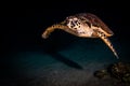 Giant Green Sea Turtles in the Red Sea, eilat israel a.e Royalty Free Stock Photo